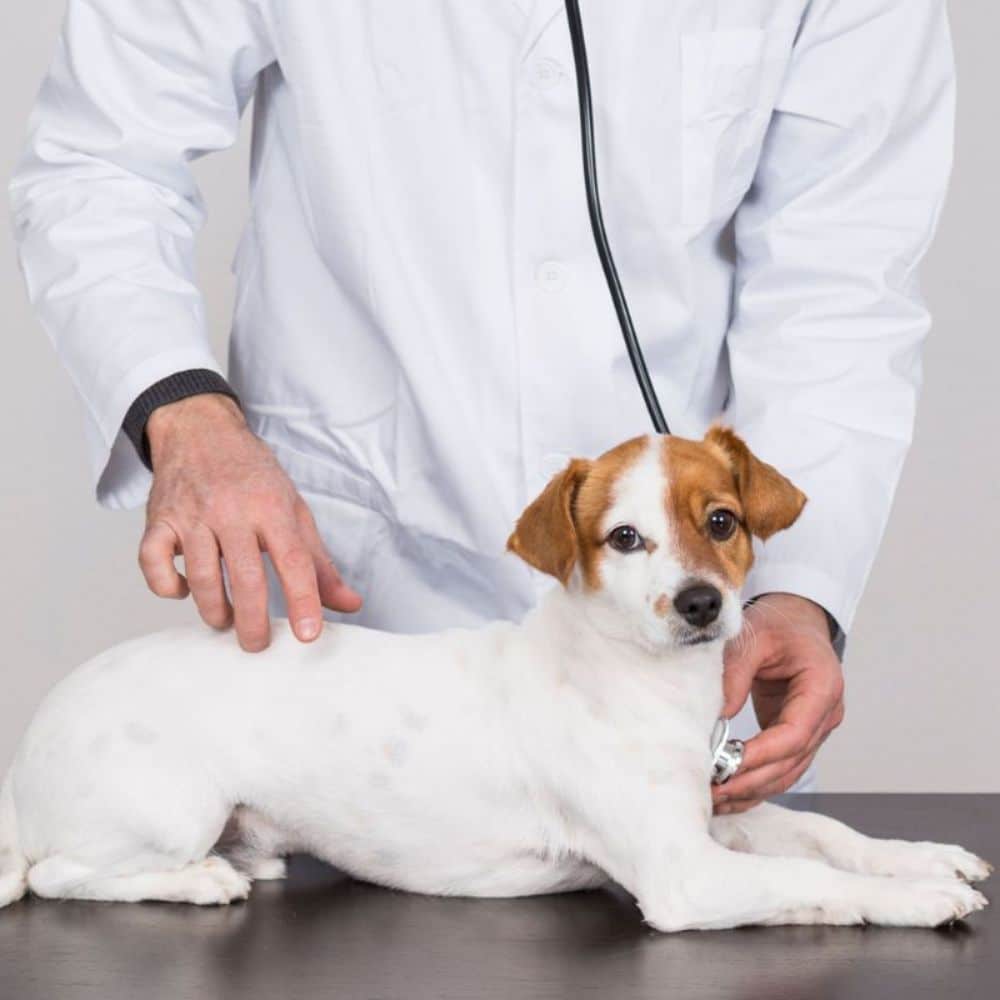 vet examining a dog with stethoscope